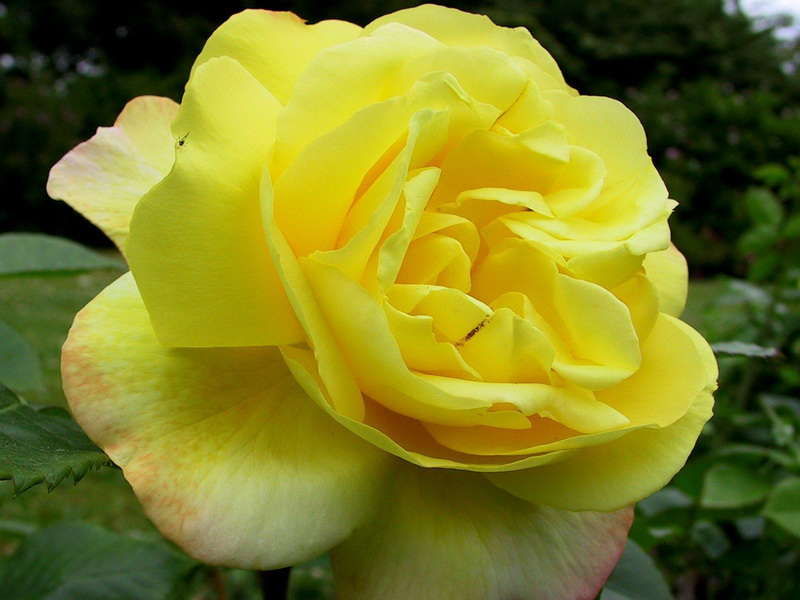 Роза чайнатаун фото и описание