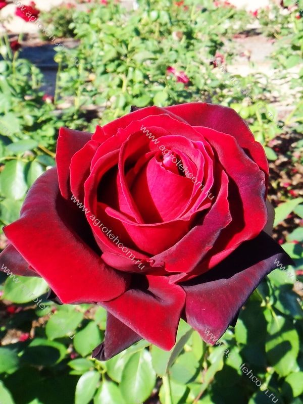 Вин роуз роза фото